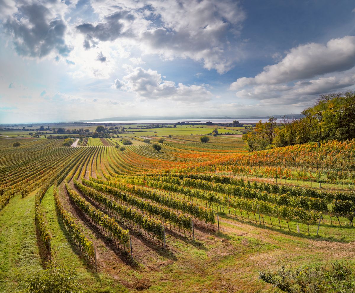 Ein Weingarten im Burgenland im Herbst.