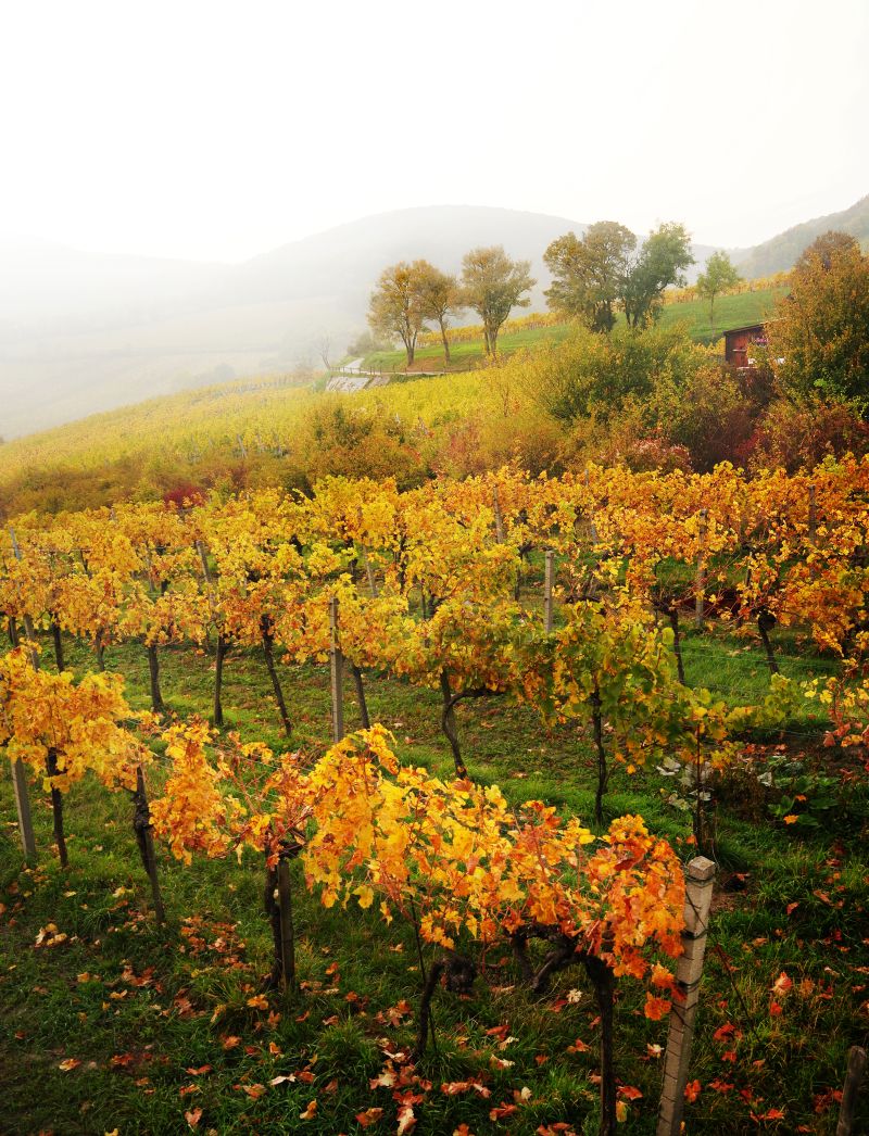 ein herbstlicher Weingarten