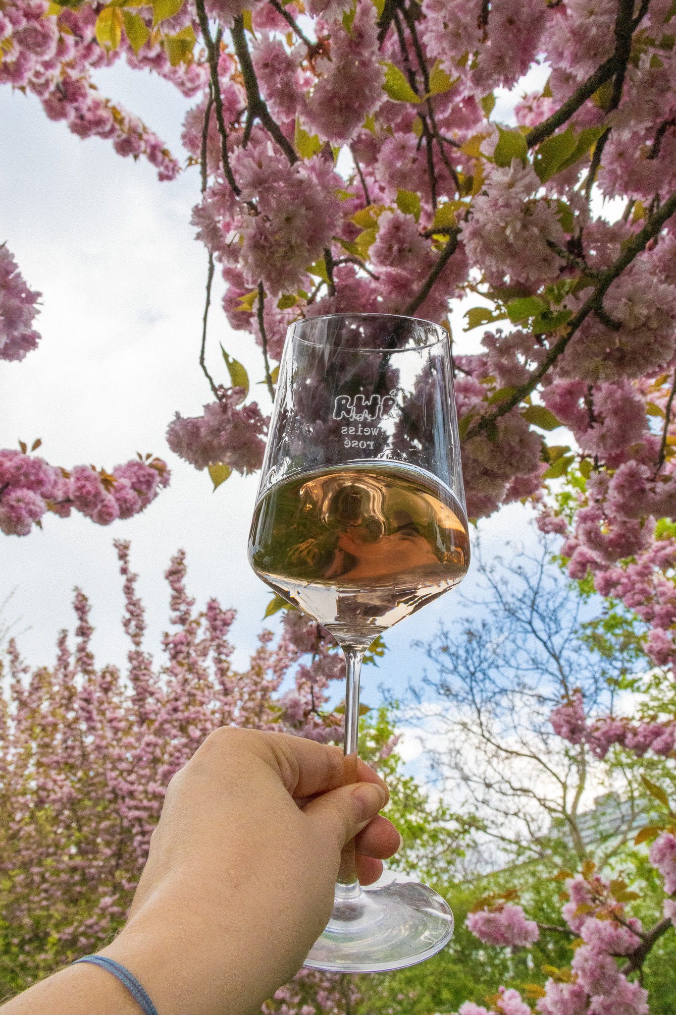 Eine junge Frau hält ein Weinglas mit Roséwein vor Kirschblüten.