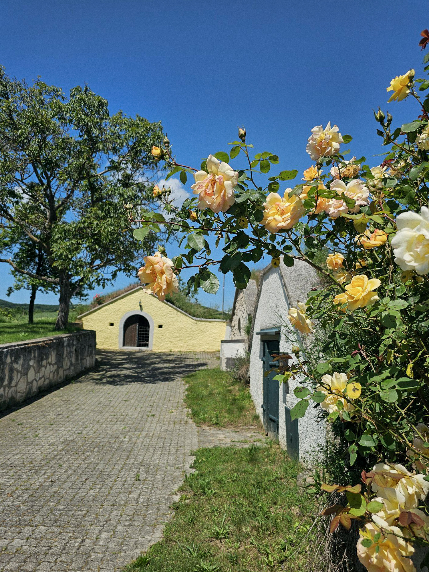 Kellergasse in Breitenbrunn