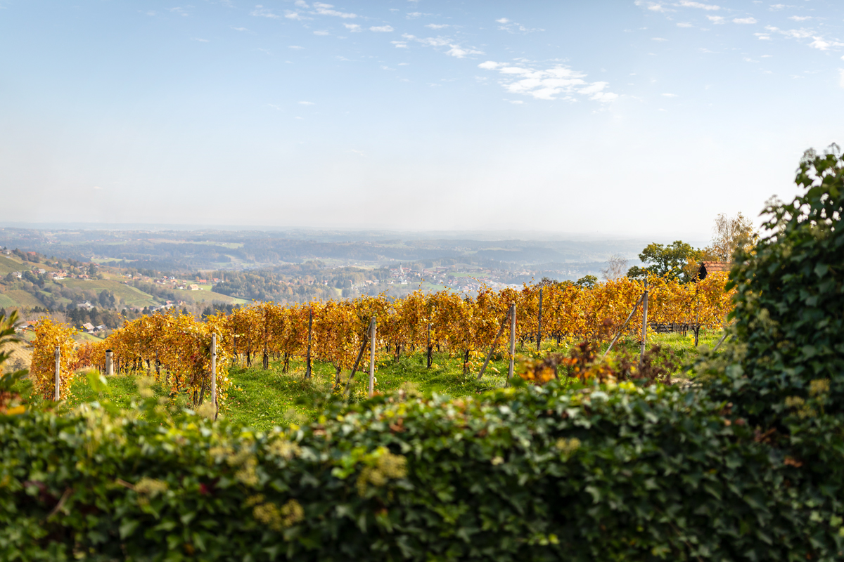 Ein Weingarten im Herbst
