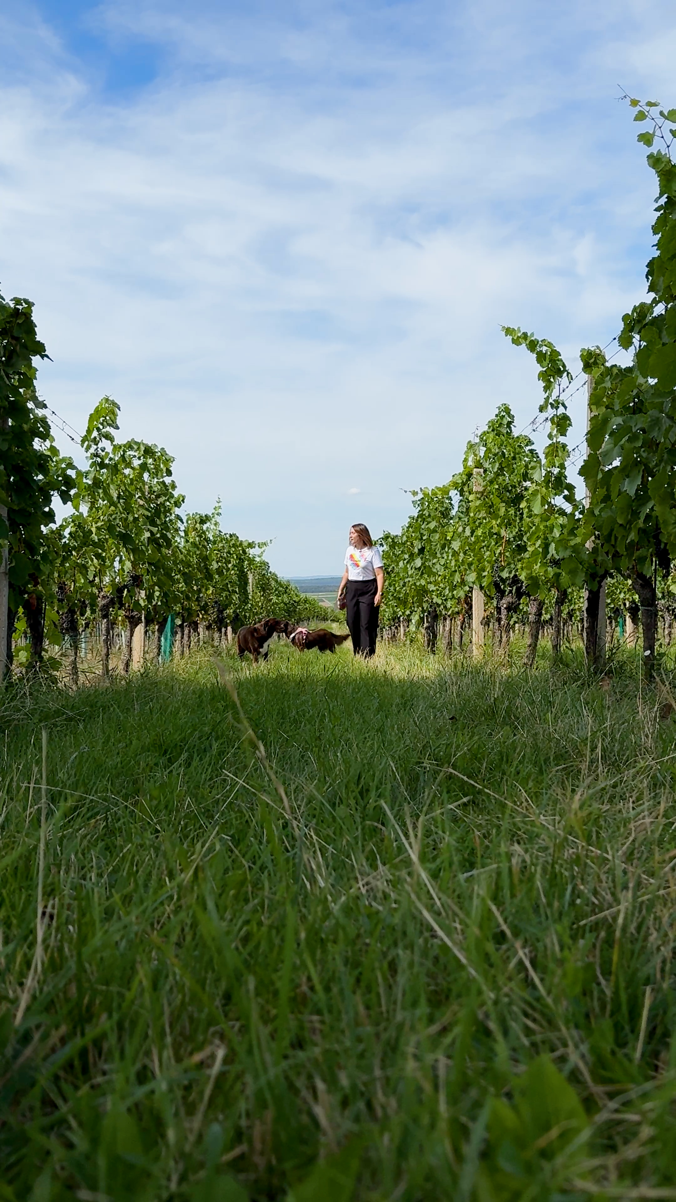 Ein Bild zeigt eine Rebzeile und in der Ferne eine junge Winzerin mit Hunden.