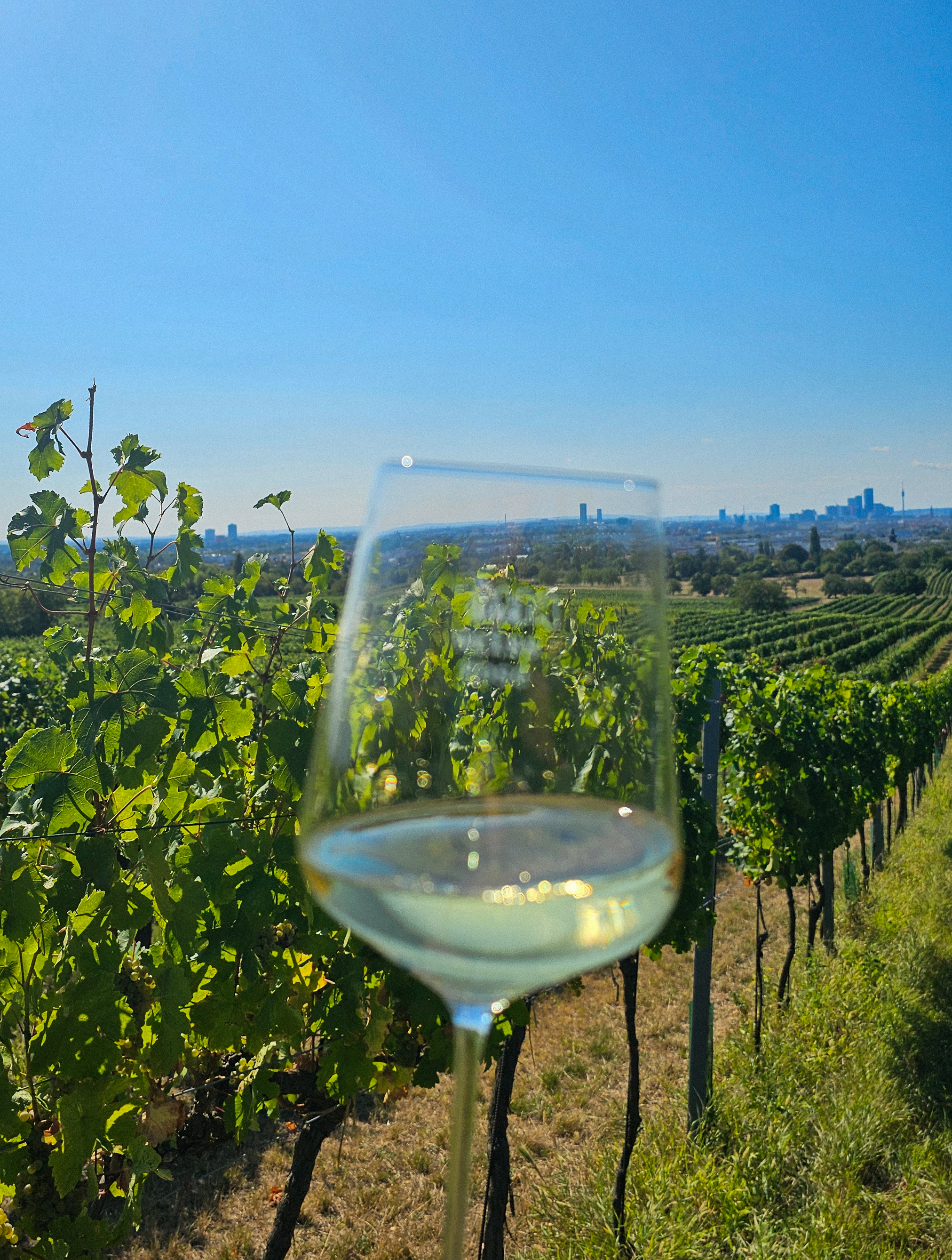 ein Glas Weißwein im Weingarten, Wien im Hintergrund