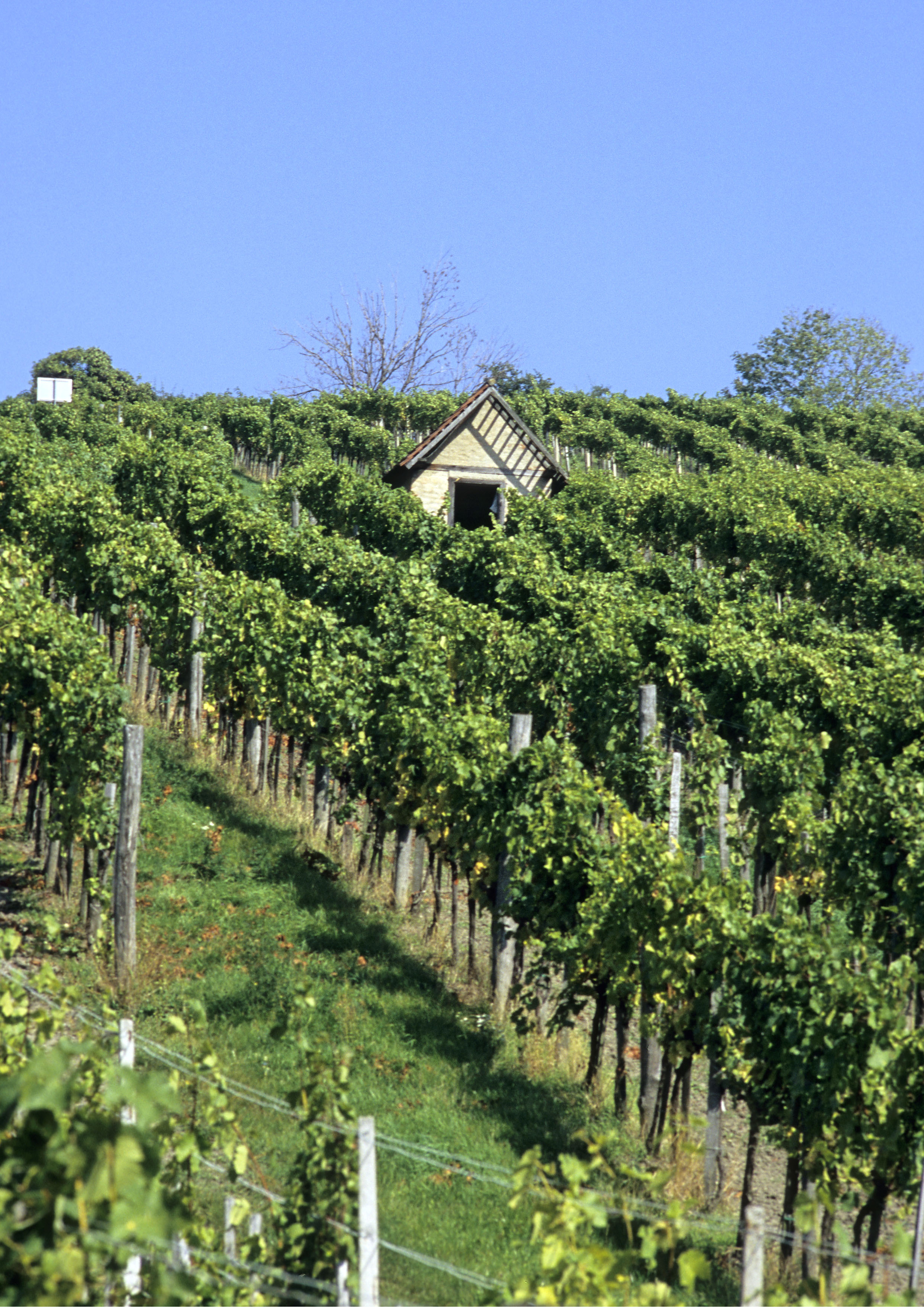 ein Weingarten in Wien